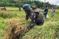 Anggota Satgas Pamtas Kewilayahan RI–PNG Yonif 410/Alugoro menggelar panen raya padi bersama masyarakat Distrik Meyado, Kabupaten Bintuni, Papua Barat, pada Minggu (23/11/2025).