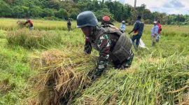 Anggota Satgas Pamtas Kewilayahan RI–PNG Yonif 410/Alugoro menggelar panen raya padi bersama masyarakat Distrik Meyado, Kabupaten Bintuni, Papua Barat, pada Minggu (23/11/2025).