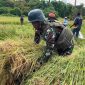 Anggota Satgas Pamtas Kewilayahan RI–PNG Yonif 410/Alugoro menggelar panen raya padi bersama masyarakat Distrik Meyado, Kabupaten Bintuni, Papua Barat, pada Minggu (23/11/2025).