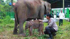 Seekor induk gajah berusia 12 tahun melahirkan bayi gajah betina yang sehat pada Kamis (4/12/2025) dini hari.