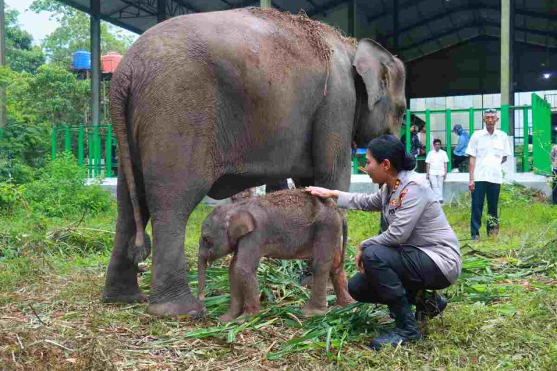 Seekor induk gajah berusia 12 tahun melahirkan bayi gajah betina yang sehat pada Kamis (4/12/2025) dini hari.