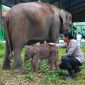 Seekor induk gajah berusia 12 tahun melahirkan bayi gajah betina yang sehat pada Kamis (4/12/2025) dini hari.