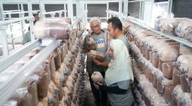 Bulog kembangkan budidaya jamur tiram dan air bersih di Sragen melalui program TJSL. Bupati Sigit apresiasi dukungan Bulog terhadap ekonomi desa.