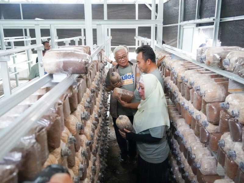 Bulog kembangkan budidaya jamur tiram dan air bersih di Sragen melalui program TJSL. Bupati Sigit apresiasi dukungan Bulog terhadap ekonomi desa.