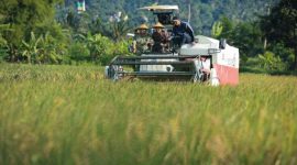 Panen simbolis yang dipusatkan di lahan sawah Desa Jambu, Kecamatan Jambu, Kabupaten Semarang, dan dipimpin langsung oleh Gubernur Ahmad Luthfi, Jumat (20/2/2026).